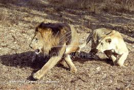 Image du Maroc Professionnelle de  MAX un jeune lion de l'atlas âgé de 7 ans effectue sa première sortie de cage depuis sa naissance, il est accompagné d'une lionne âgée de 5 ans qui avait déjà donnée naissance à 3 petits au zoo de Temara près de Rabat, Mardi 27 Avril 1999. (Photo / Abdeljalil Bounhar) 